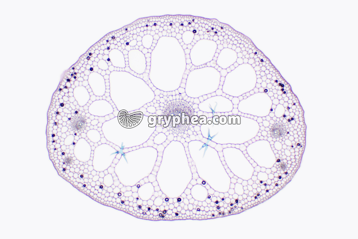 Pétiole de Nénuphar CT x7 - gryphea.com
